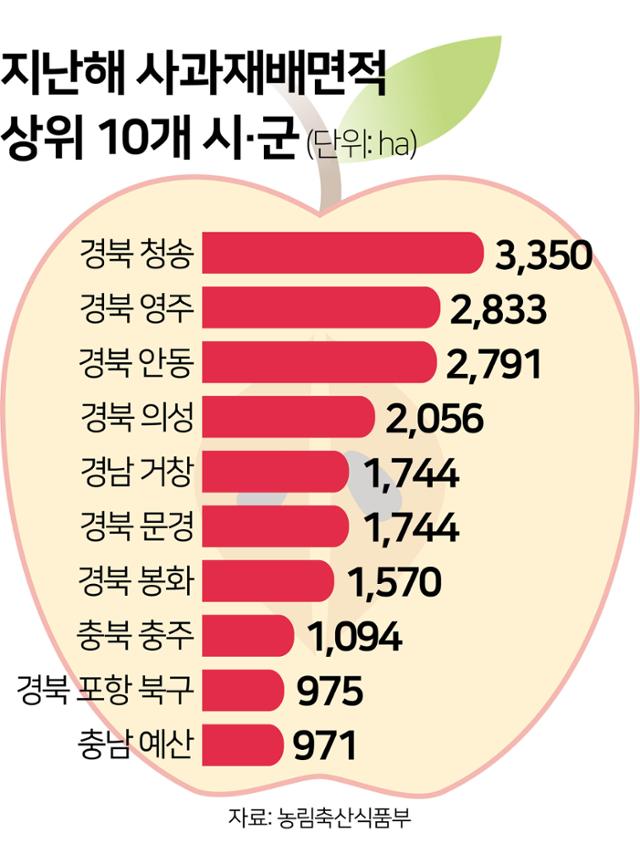 큰 일교차가 빚어낸 청량한 맛… 청송 사과 넘볼 곳 있나요