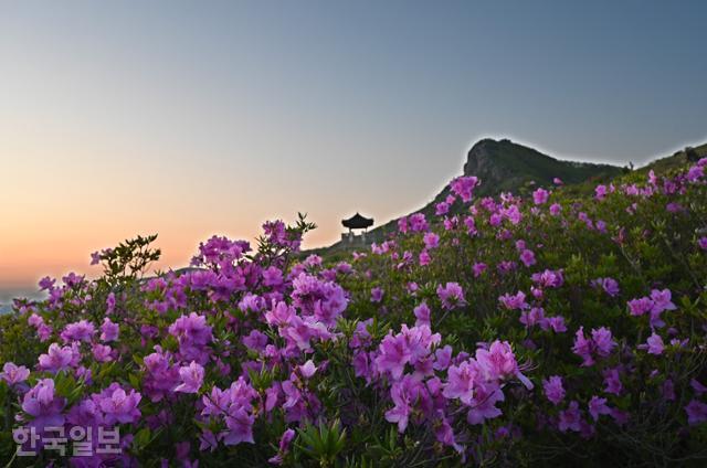 [느린 풍경] 산자락 뒤덮은 황홀한 철쭉... 꽃잎보다 고운 진홍빛 노을