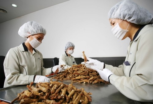 [르포] 국제적 공신력입증한 세계 최대규모 고려인삼창 가보니