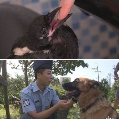 TV 동물 농장 은퇴한 군견 올가, 미용실 보조 까치 까순이...훈훈한 우정 흐뭇