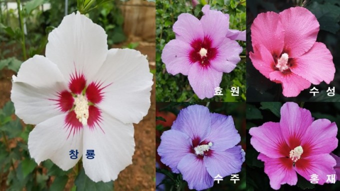 수원시, 시 상징 수원시 무궁화 5종 공개