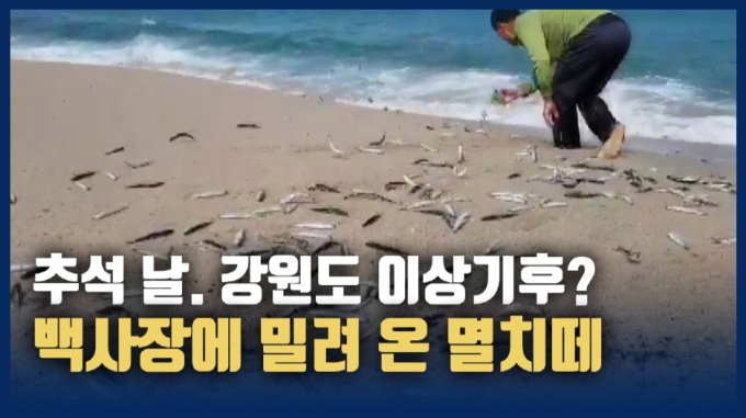 [영상] 추석날, 강원 고성군 동호리 해변 백사장에 밀려 온 멸치떼