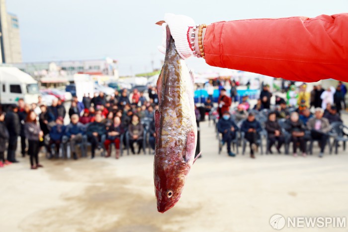 [사진] [죽변항 수산물축제] 깜짝경매로 만나는 죽변항 겨울 별미, 대구