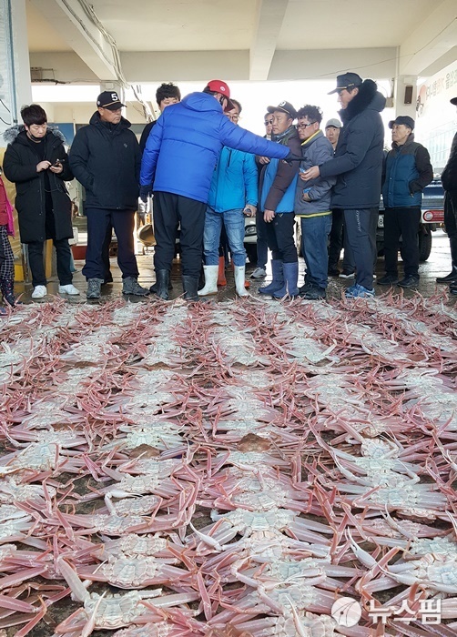 울진대게 공개위판으로 분주한 울진 죽변항