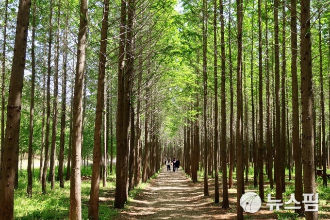 언택트 시대 영덕이 선사하는 선물…영해 벌영리 메타세쿼이아숲