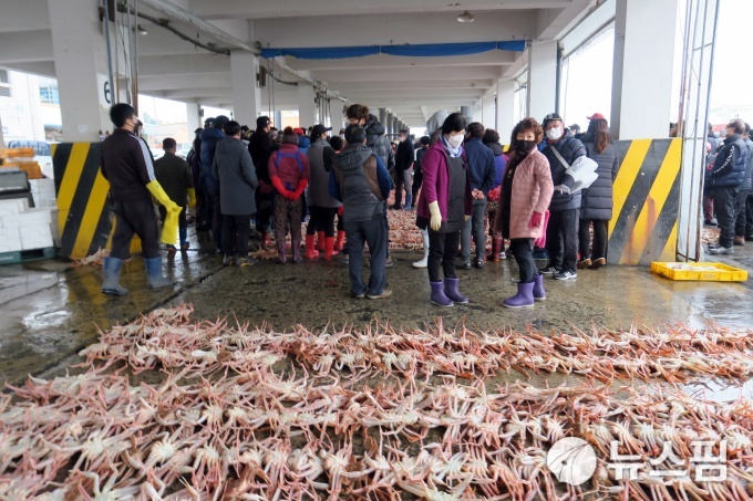 임인년 첫날 울진 죽변항, 해맞이객·대게위판·조업 준비로 활기