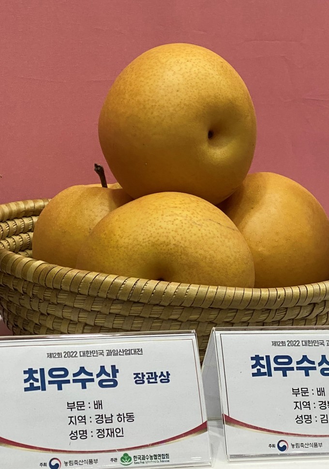 하동군 지역특산품 하동 배 대한민국 대표과일 선정