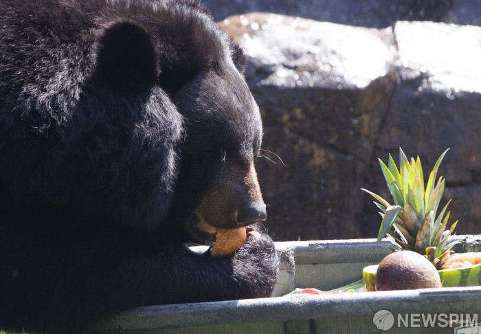 반달가슴곰 과일이 좋아