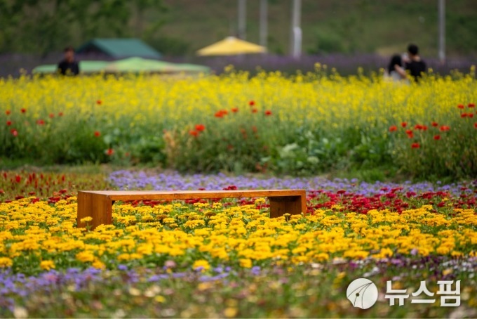 고창군 꽃정원단지 이달말께 보라꽃 만개 예정