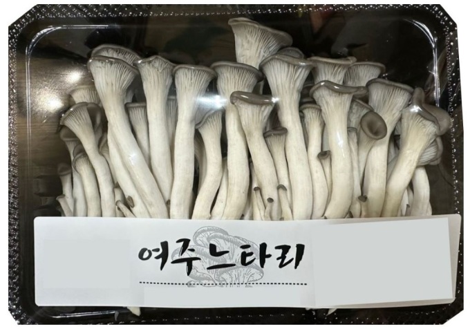 경기도농업기술원 1인 가구 맞춤형 느타리버섯 신품종 대선 개발