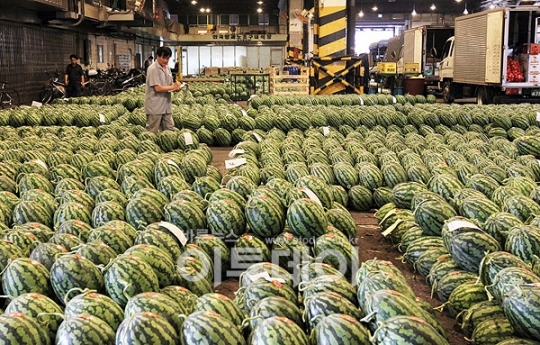 [포토]시장이 수박 밭이네~