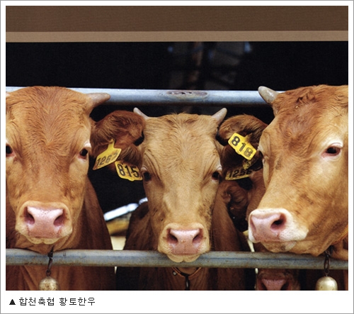 [안전한 식탁] 축사에서 도축까지 최고의 한우를 추구하는 ‘합천황토한우’