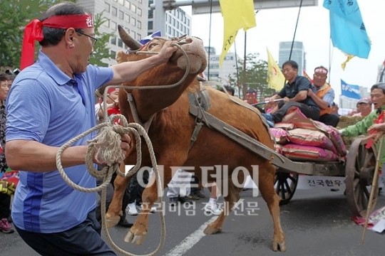 [포토]뿔난 한우