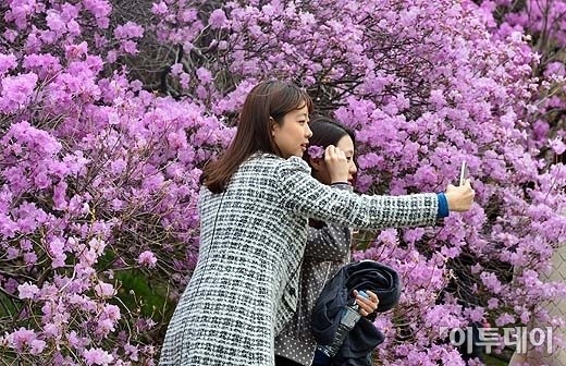 [포토]여심 유혹하는 진달래