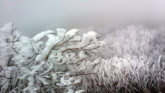 [포토]설악산에 핀 상고대... 얼음꽃 정원  장관