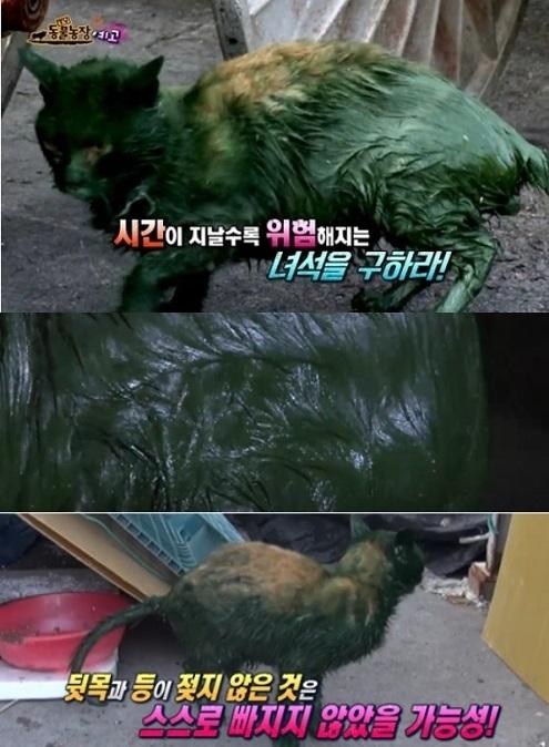 ‘동물농장’ 초록물질로 범벅된 고양이…사람이 일부러? ‘경악’