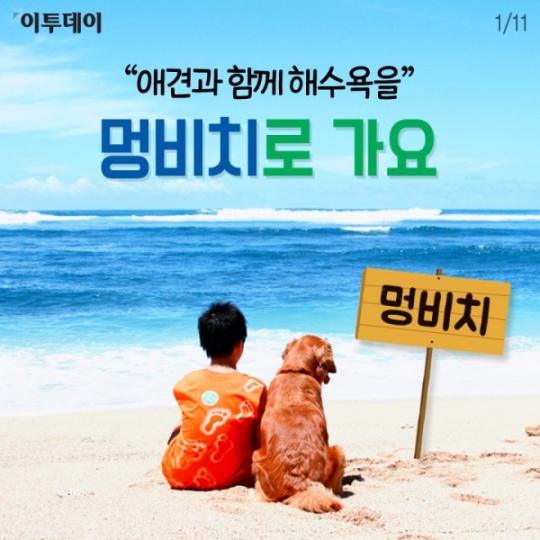 [카드뉴스 팡팡] “애견과 함께 해수욕을” 멍비치로 가요