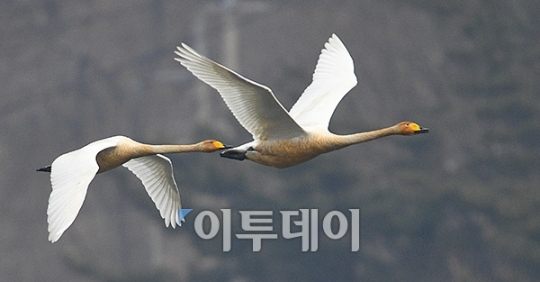 [포토]큰고니들의 비행