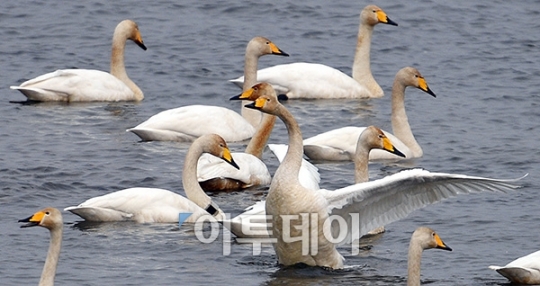 [포토]백조의 호수