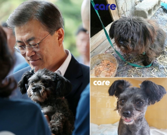 퍼스트독 토리의 견생역전… 토리가 남자를 싫어하는 이유가