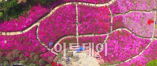 [포토] 붉게 물든 철쭉동산
