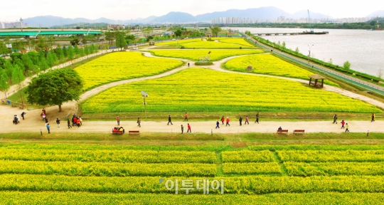 제17회 구리 유채꽃 축제