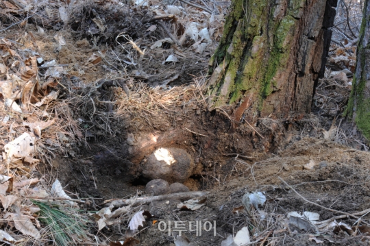 소나무에서 자라는 버섯 복령에서 폐암세포 증식 억제 물질 발견