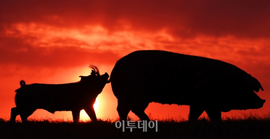[포토] 농촌진흥청 우리흑돈 복된 2019년을 기원합니다