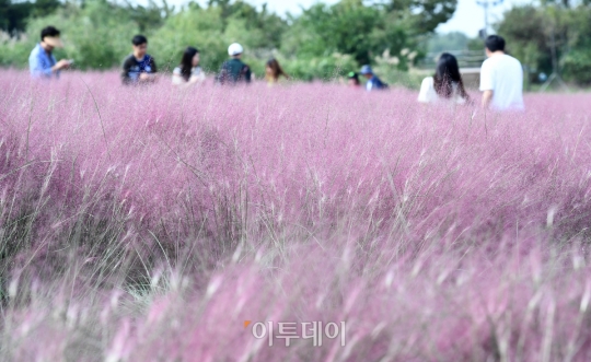 [포토] 분홍빛으로 물든 하늘공원
