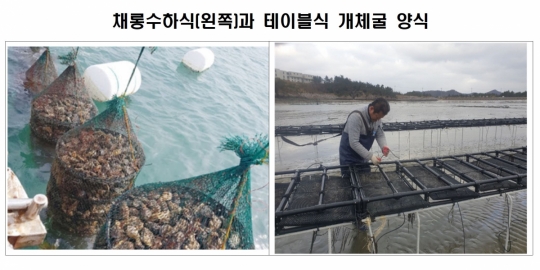 굴보다 크고 맛 좋은 개체굴 양식 늘린다