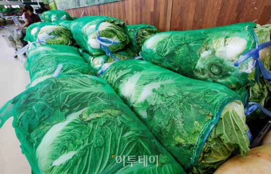 농진청, 여름배추 수급 안정 준고랭지 재배 연구 매진