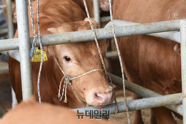 34명 축산농민 ‘횡성한우 명성 잇는다’