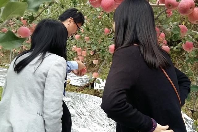 단양 ‘단고을 죽령사과’ 대만 수출 길 올라