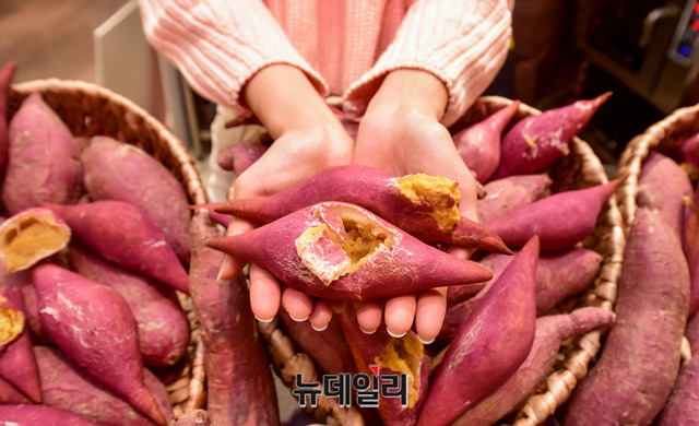 [포토] 롯데백화점 전남 해남 꿀 고구마 넣어 만든 빵 맛보세요