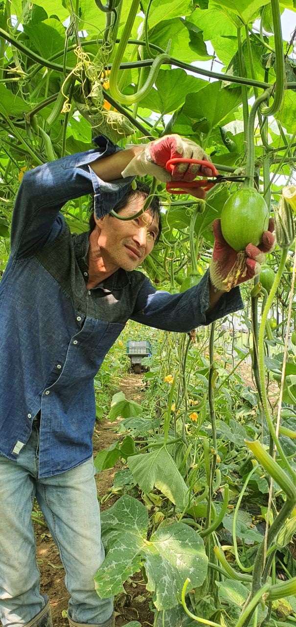 ‘옥천 풋호박’ 전국 식탁에 오른다