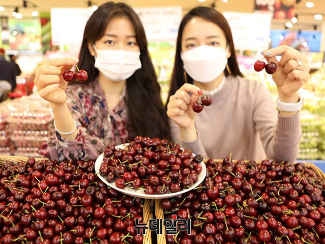 [포토] 롯데마트 국내 첫 선보이는 호주 본토산 체리 맛보세요