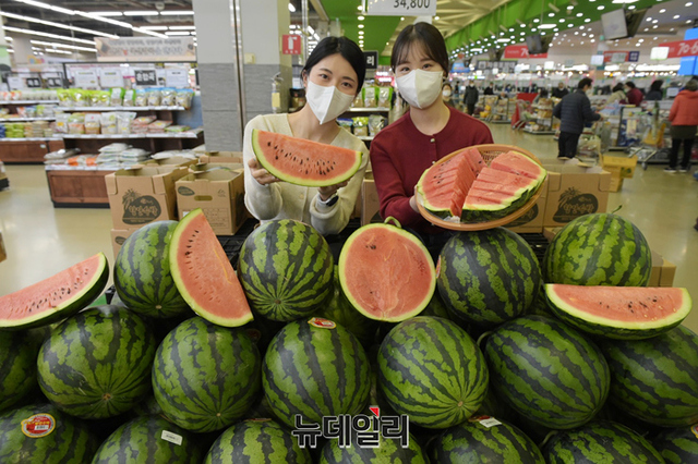 [포토] 농협 하나로마트 겨우내 자란 봄 수박 맛보세요