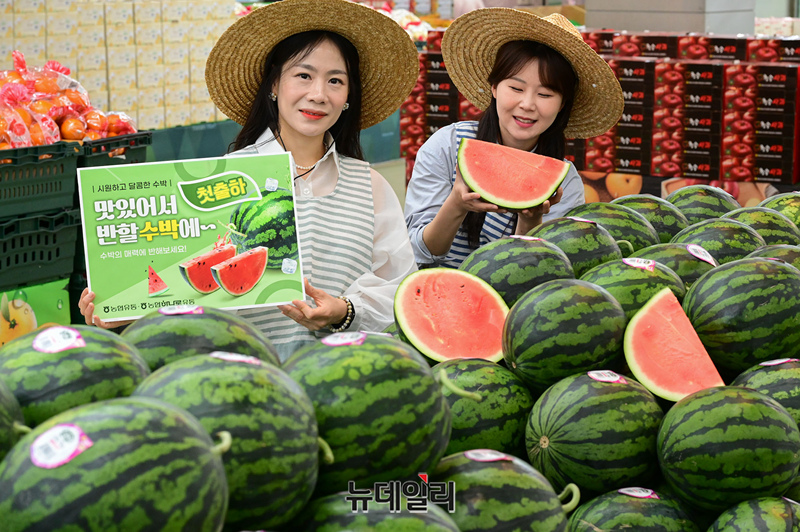 [포토] 농협 하나로마트, 겨우내 자란 봄 수박 첫 판매