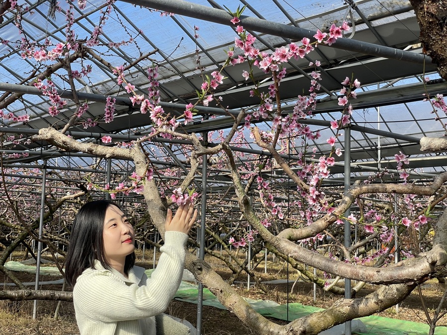 경산시 압량읍 복숭아 하우스에서 복숭아꽃 개화
