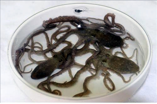 [광주]“무안으로 ‘갯벌낙지’ 맛보러 오세요!”