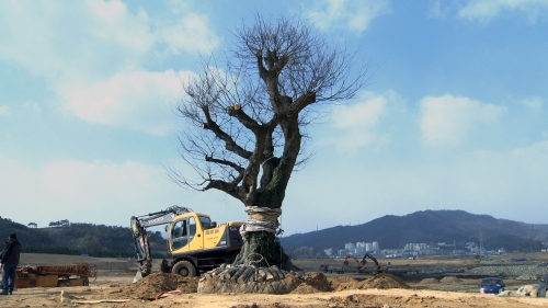 [전남CNB]경남고성에서 온 600년 된 팽나무 정원박람회장 안착