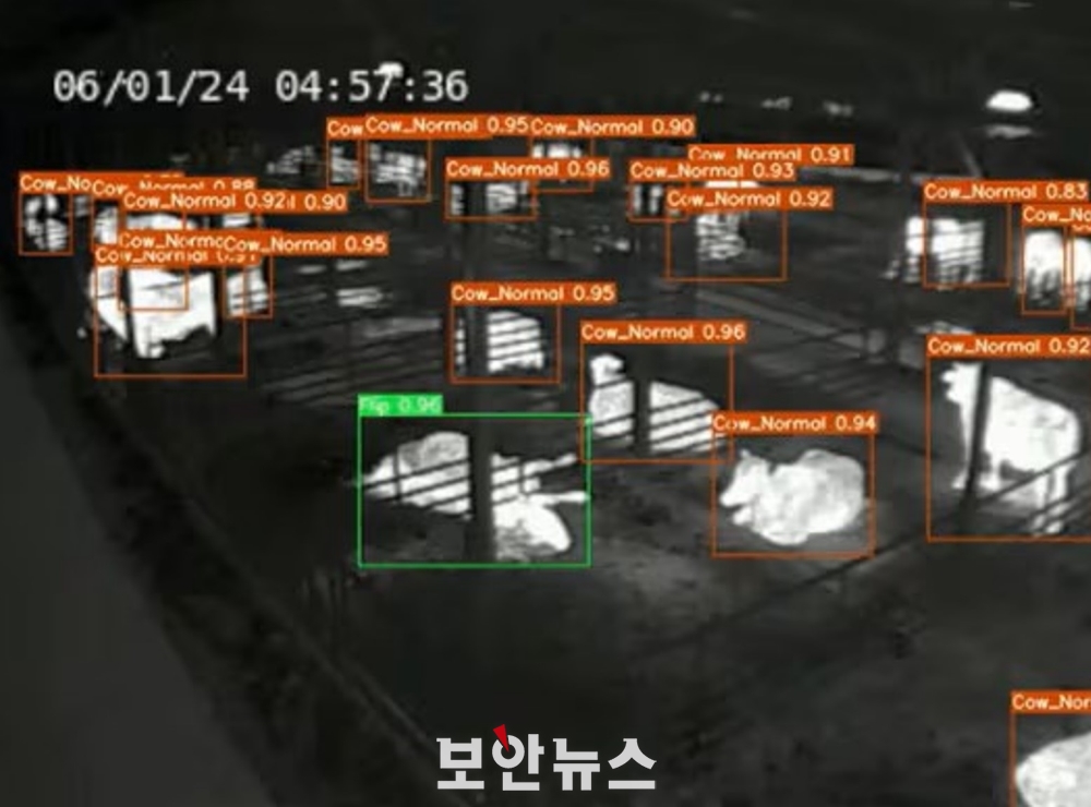 키스톤, AI로 牛 키운다
