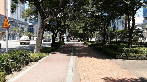 안양시,  미세먼지 저감·열섬완화위해 3개 노선에 1만5천 그루 식재