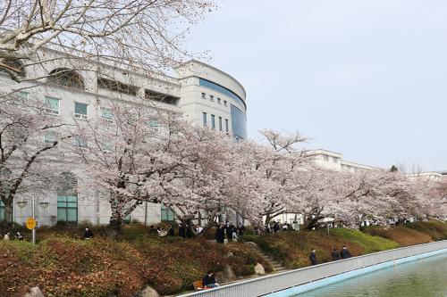 원광대 총학생회, 2022년 벚꽃문화제 개최