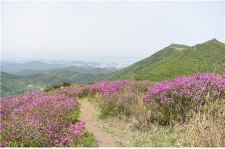 무등산 국립공원에 분홍빛 철쭉의 향연...이번 주말 본격 개화