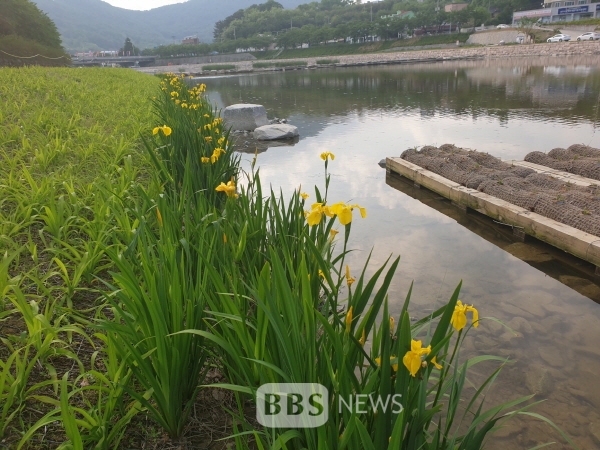 생태하천 복원의 힘...상주 북천 휴식 명소로 인기