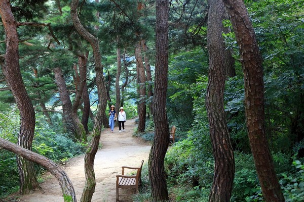 김선권 여행작가 괴산 산막이옛길... 타박 타박, 솔향 가득 자연을 거닐다