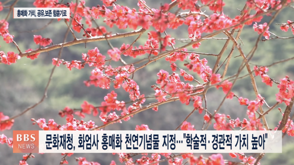천연기념물 지리산 화엄사 화엄매...명품 매화로 우뚝