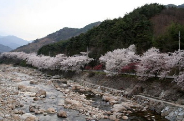 현대드림투어, 다양한 벚꽃 관광상품 선보여