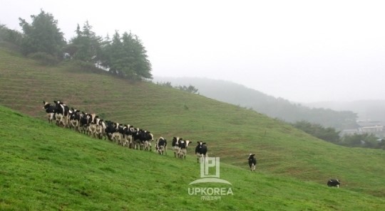 국내최대 가나안목장 가나안요거트, 농림축산식품부 친환경인증